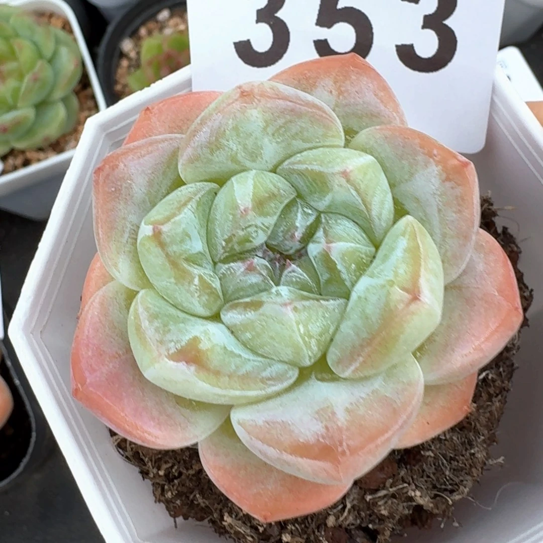 玉玺            精美多肉植物