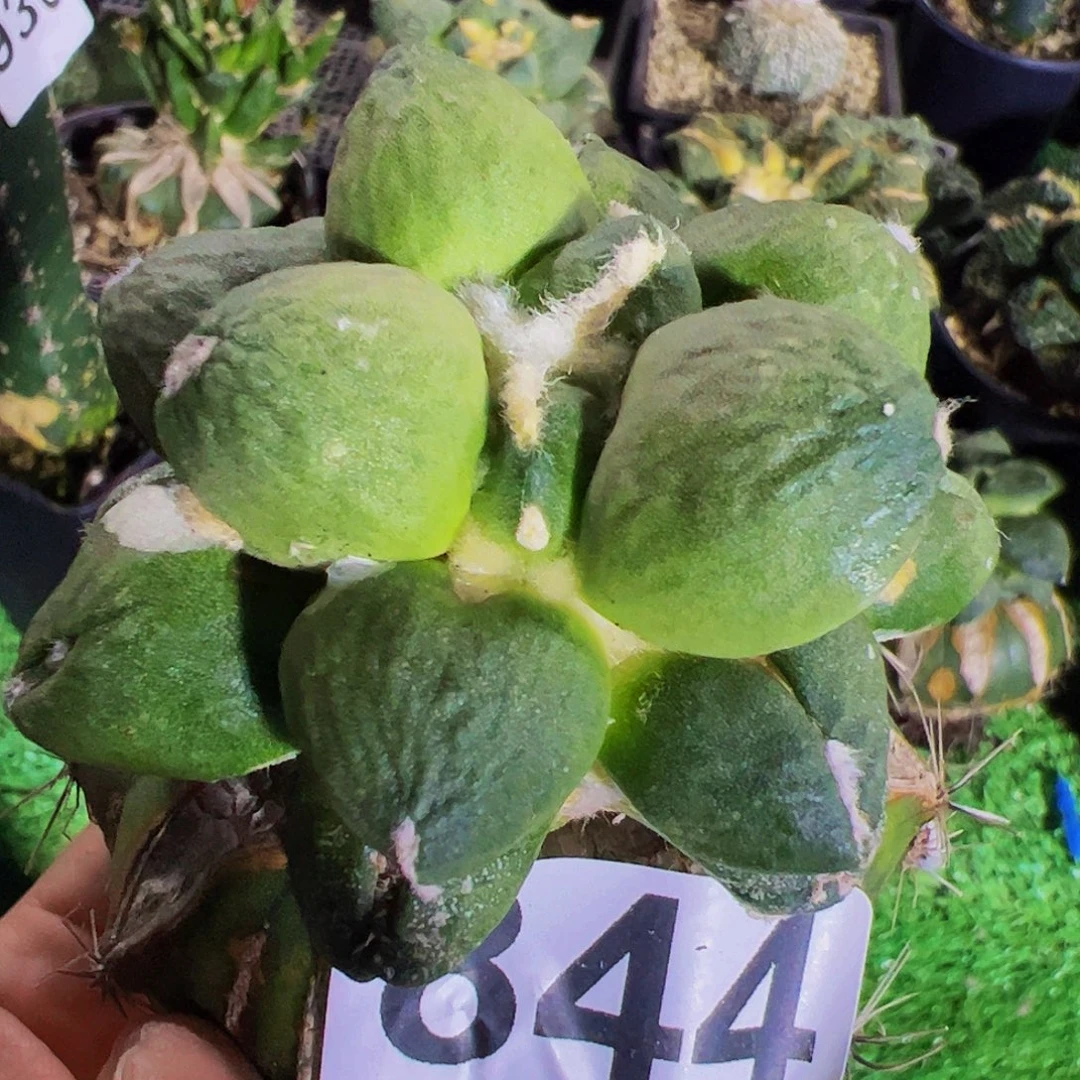 无花朵福利蛋尤牡丹844
