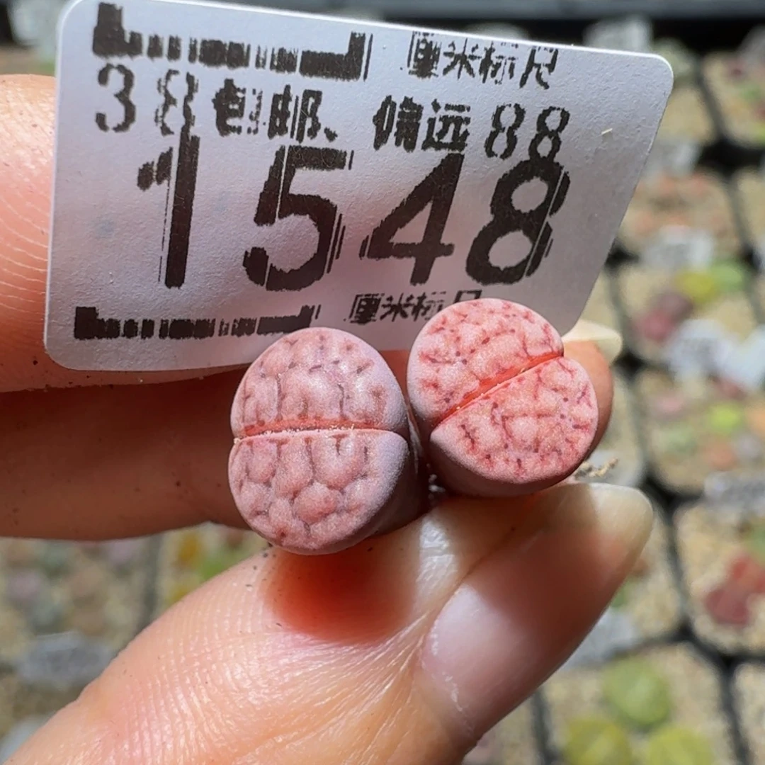 a***aSsss精品生石花1548