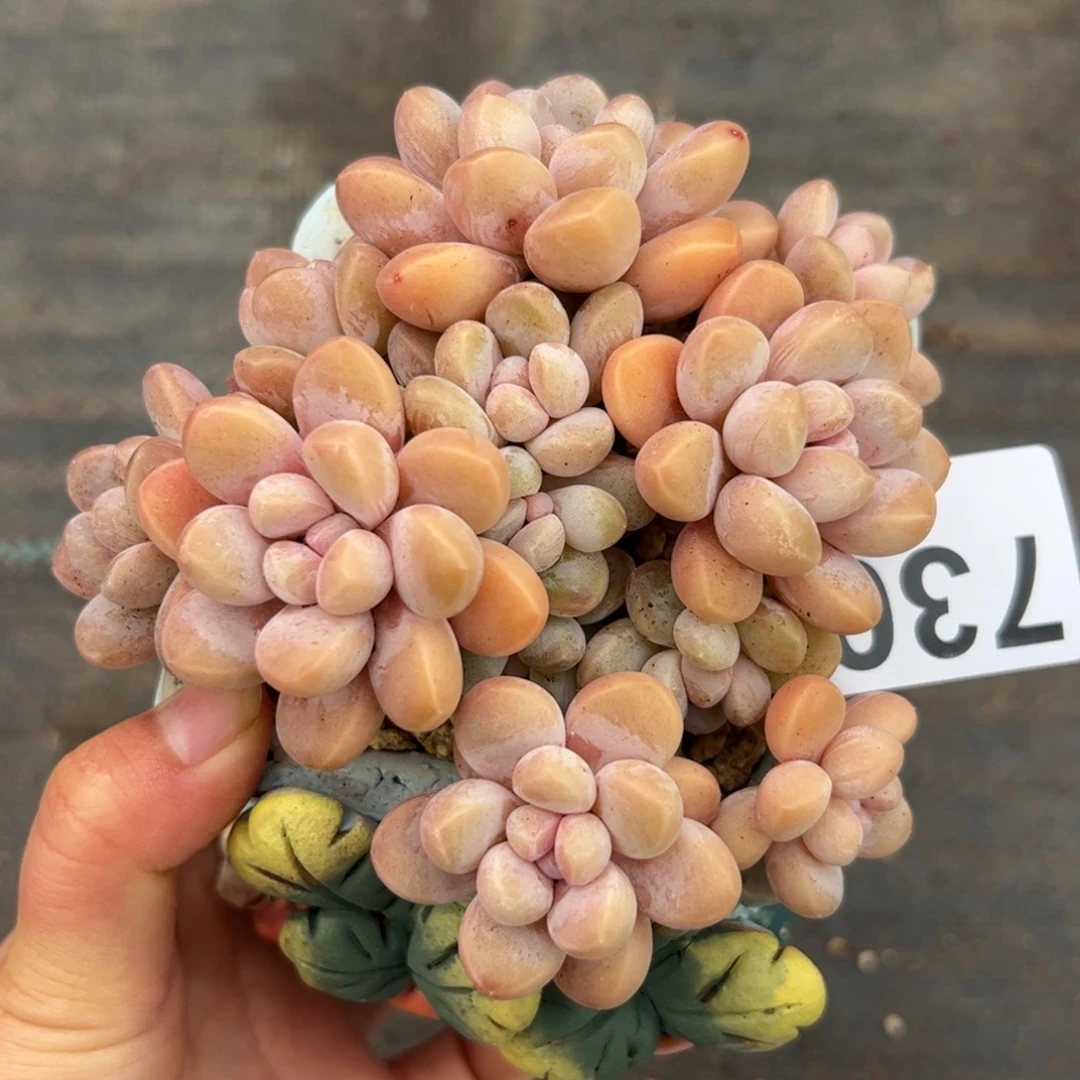 Y****中730 多肉植物组合盆栽