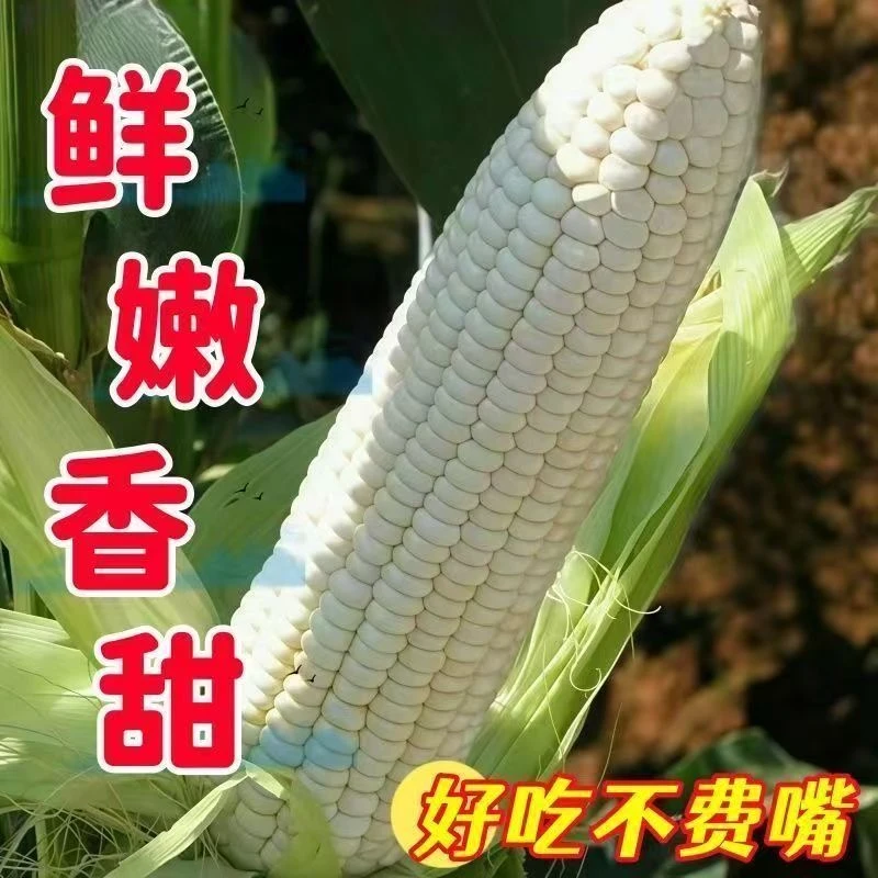 【新鲜糯玉米】四川攀枝花糯玉米带壳2025粘苞谷香糯甜产地直发