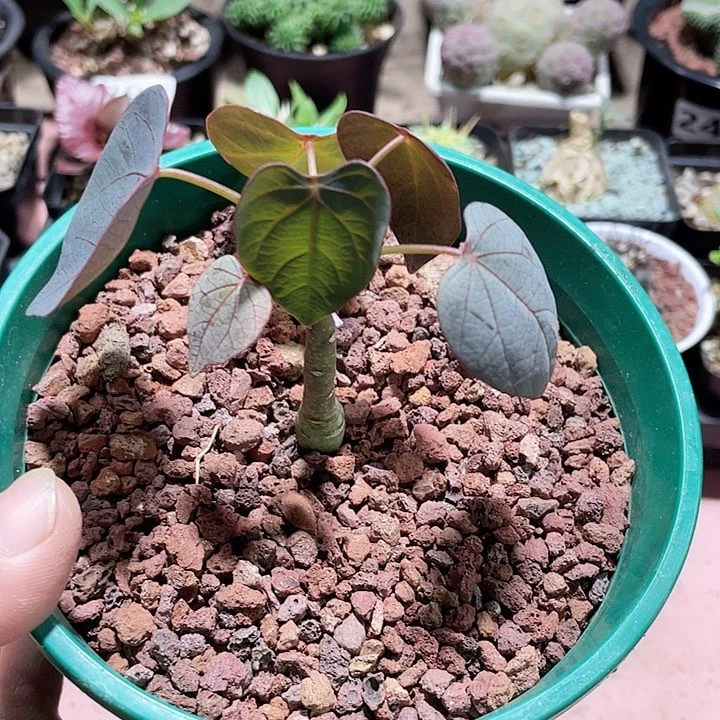 160实生红叶西番莲