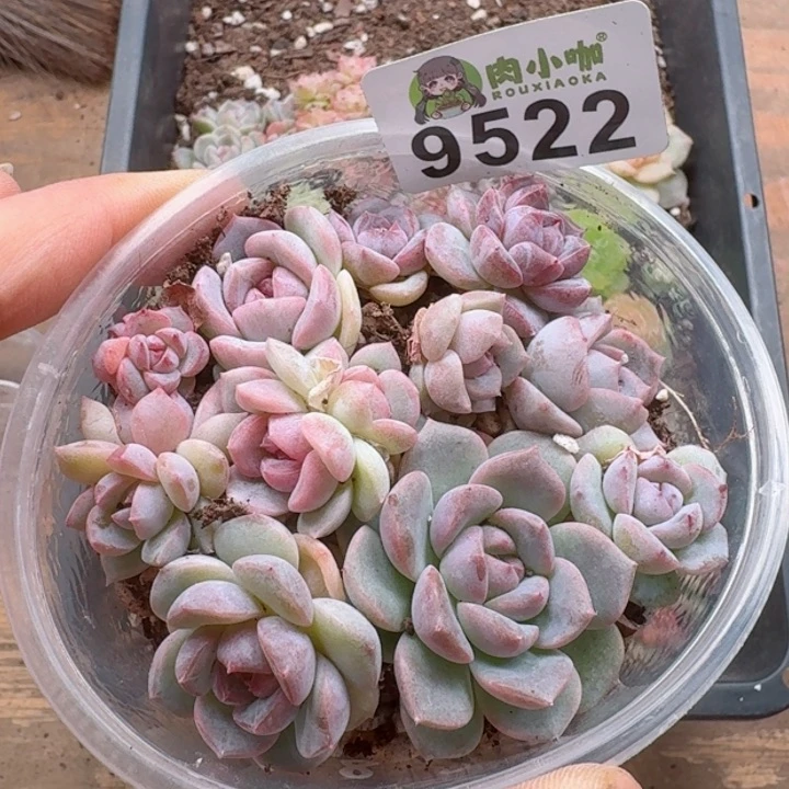 多肉植物多肉植物