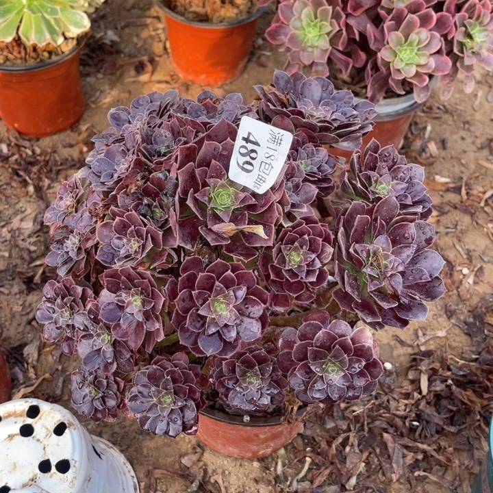 可***妹489荷兰玫瑰大手捧1