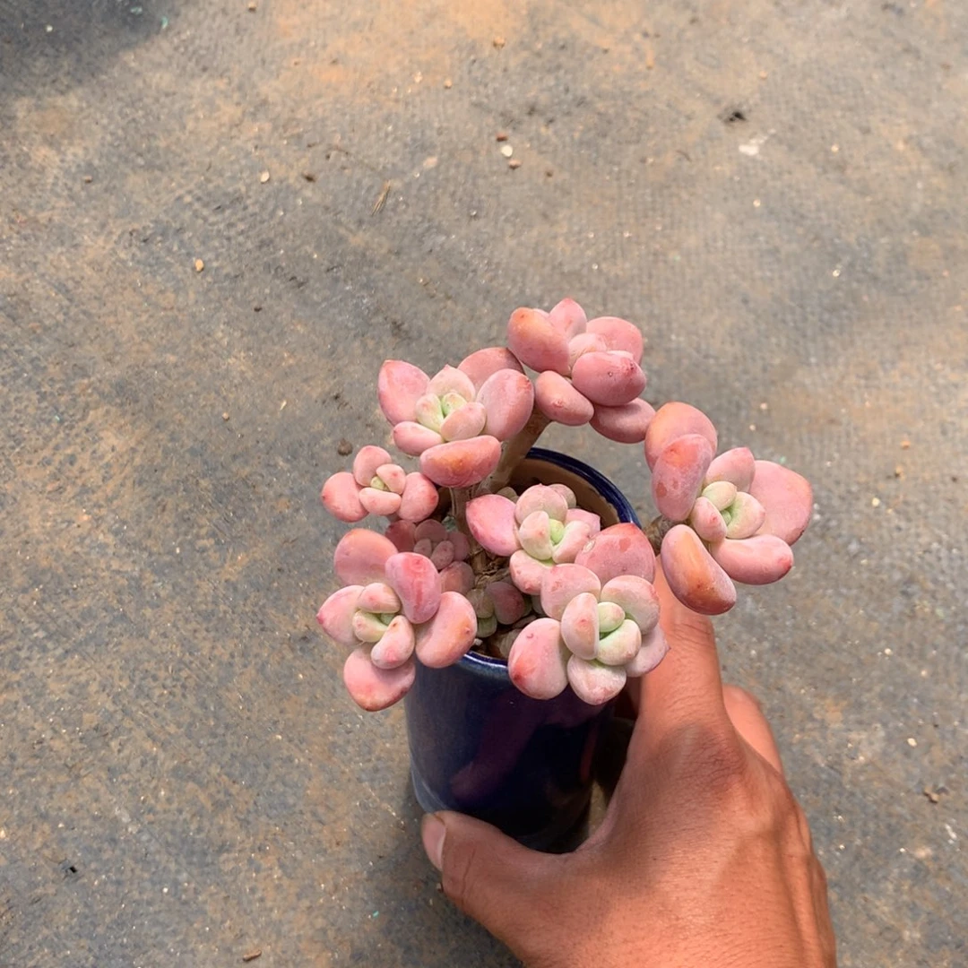 中饰演过三大美女和五六