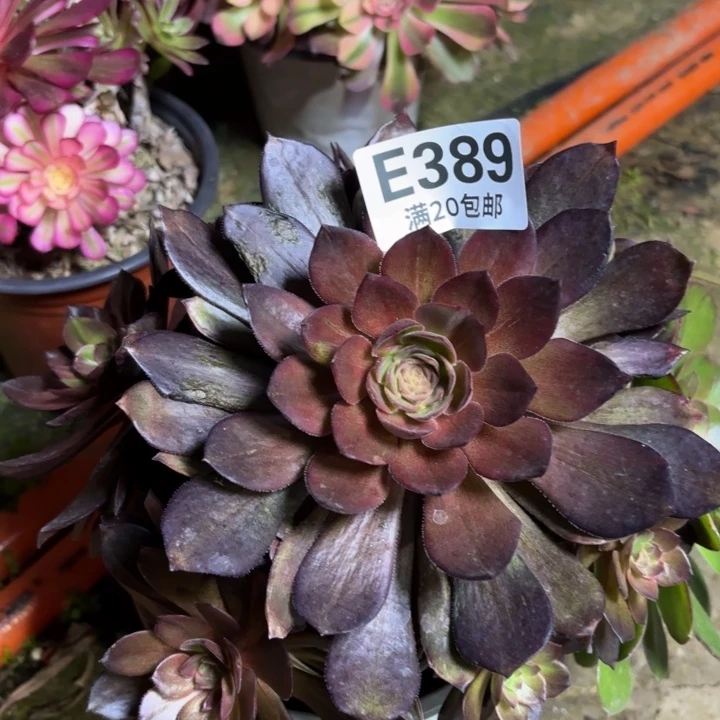 瑞妈一物一拍389