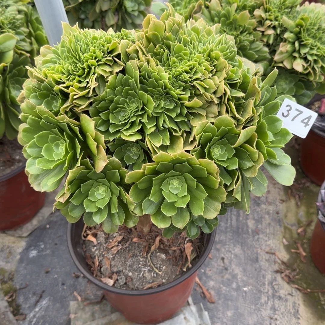 374多肉植物绿缀