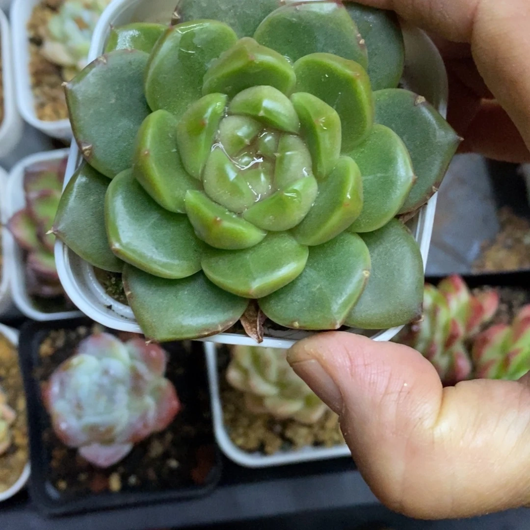 精品多肉一物一拍不包整31