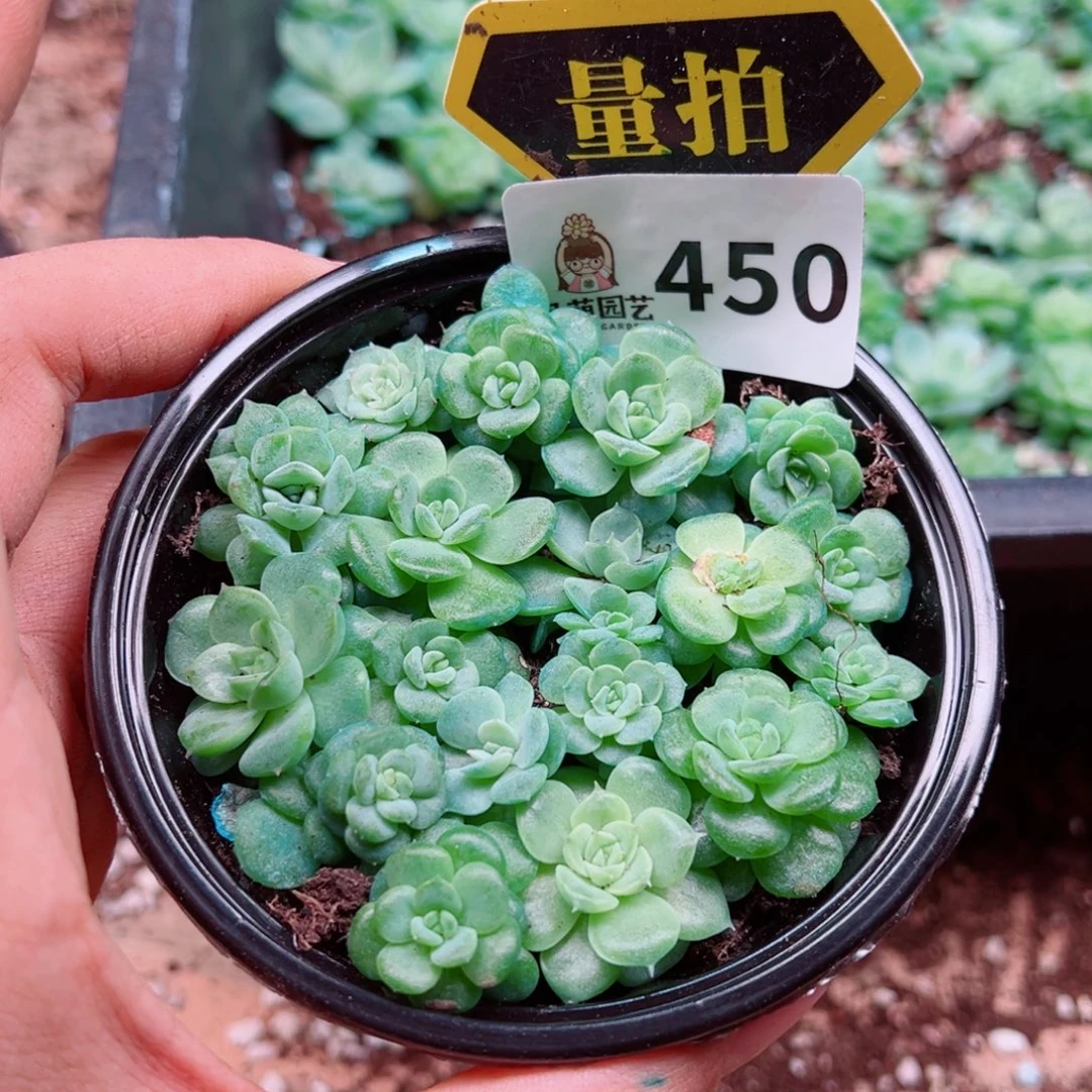 多肉植物多肉植物