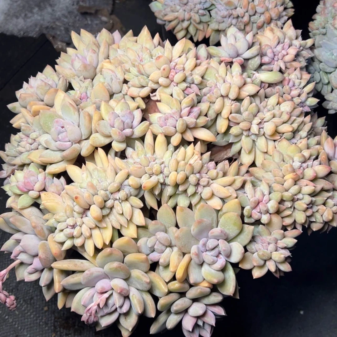 【闪购商品】白雪公主缀多肉39.8