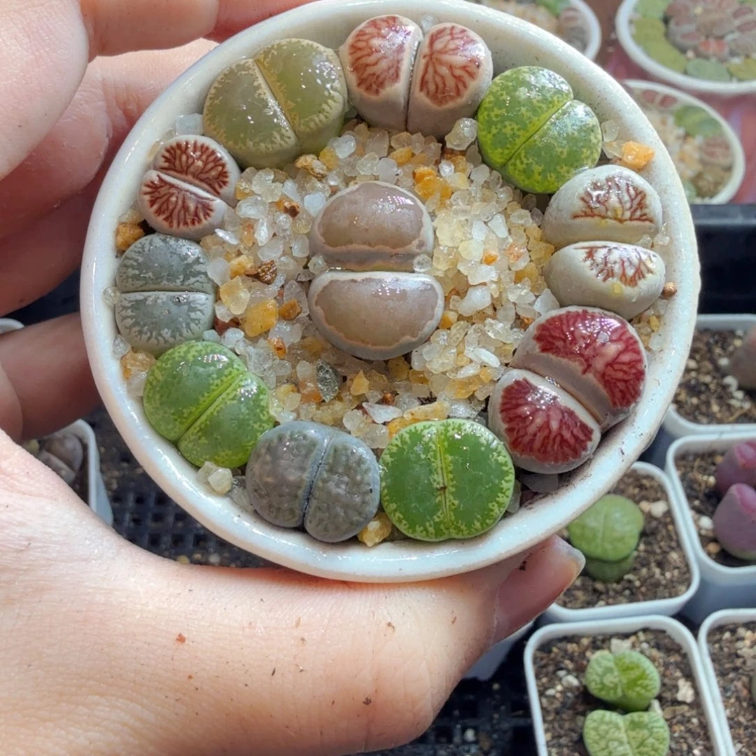 多肉植物和植物的生长767