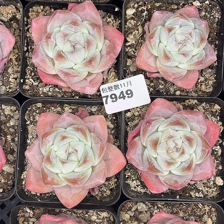 阿雅园艺。         7949冰玉