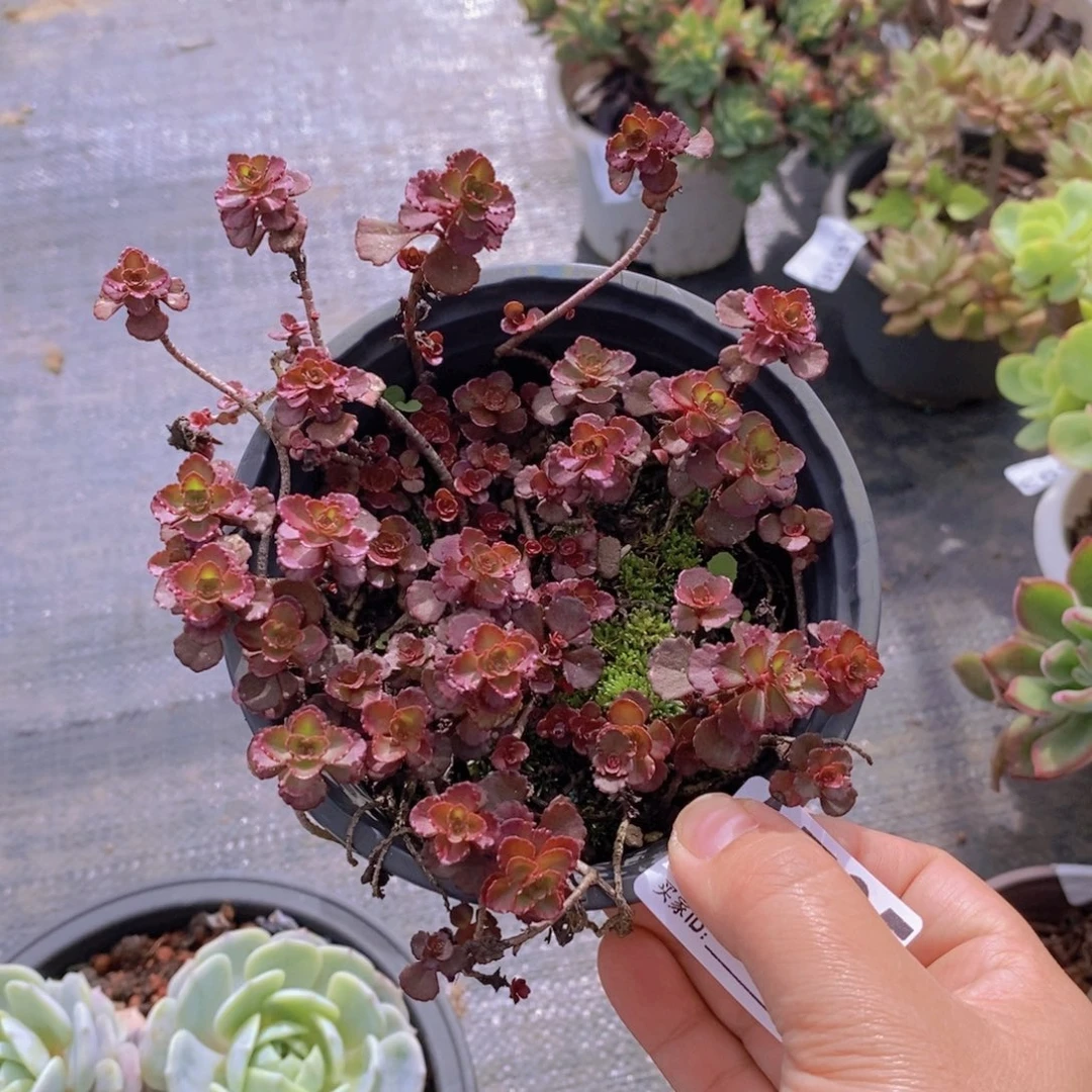 705小球玫瑰一物一拍