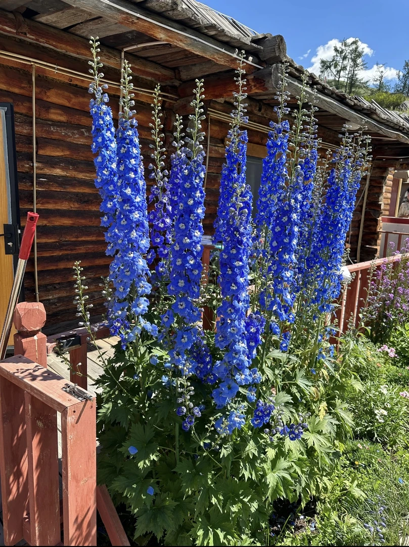 【大花飞燕草】重瓣草花苗盆栽四季开种植鲜切花庭院观赏花卉