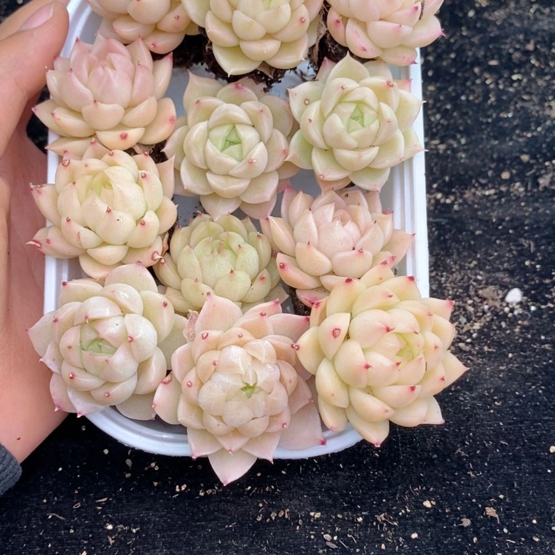 2-74新疆西藏内蒙不发其他12.8包邮两到三公分多肉