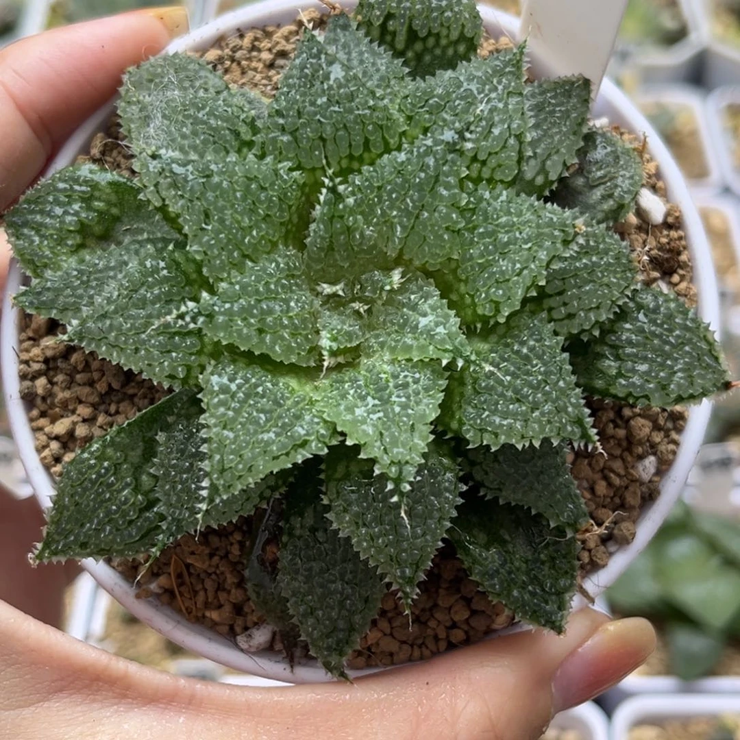 816莫瑞莎哈哈哈哈哈哈