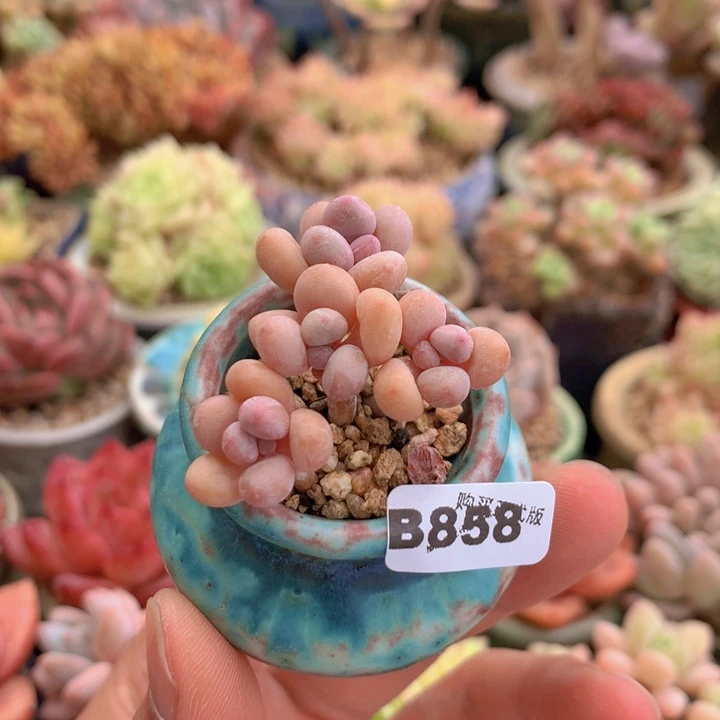 一物一拍含盆土满38包邮B858