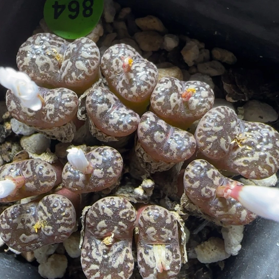 漂漂亮亮多肉植物864