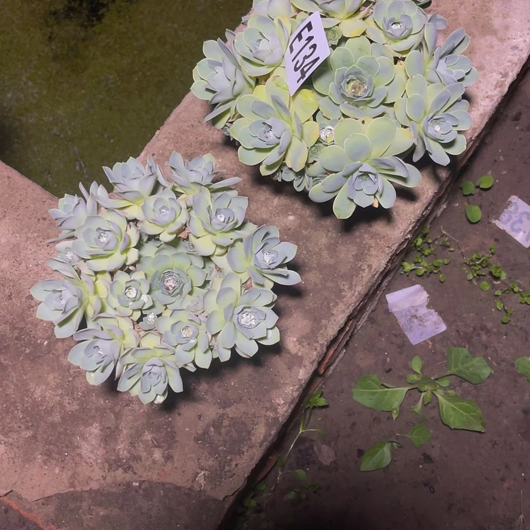 两盆玫瑰15/0包邮法师