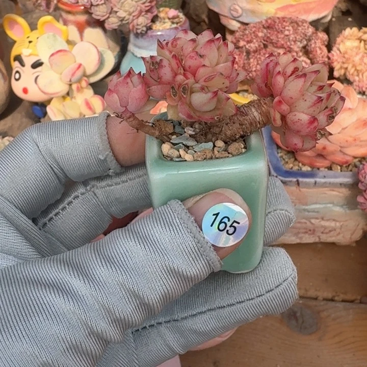 165 多肉含盆土 满30元包邮 除偏远