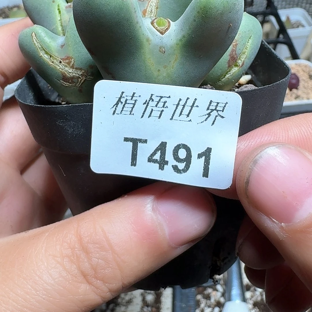 491号多肉植物哇f g