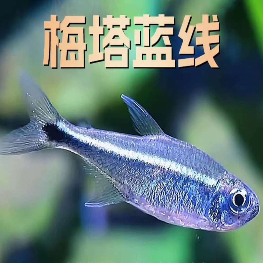超萌新宠，梅塔蓝线，小型热带观赏鱼