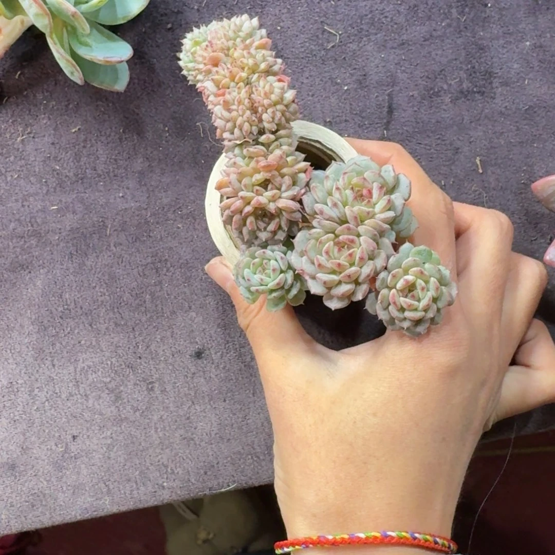 白胖子缀化小瑕疵一物一拍