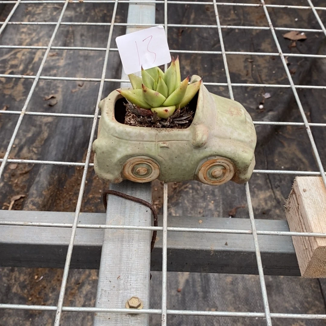 多肉植物组合拼盘13