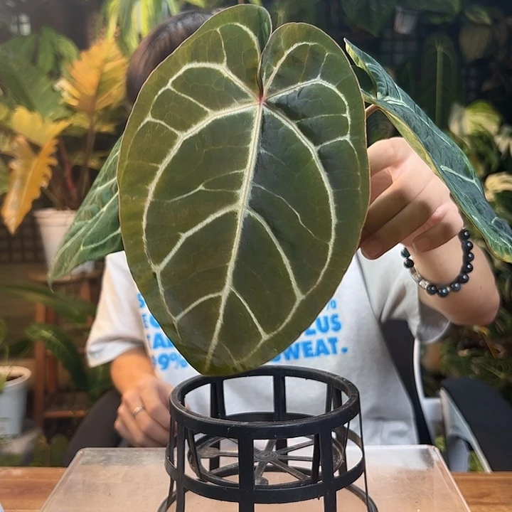 恋***心完全开放一物一拍Q174