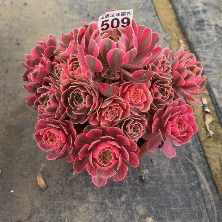 0000000000000509女巫