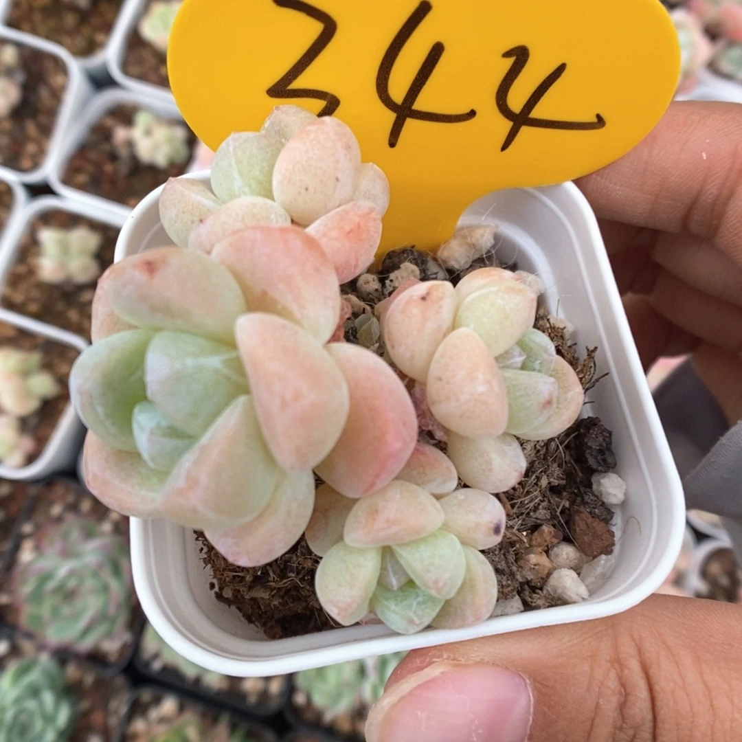 冰玉可拍344号。