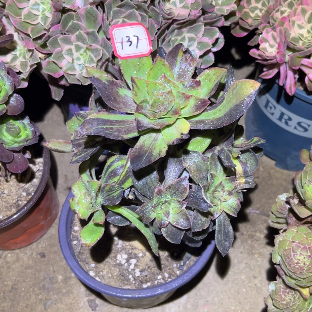 137多肉植物花斑鹿19厘米