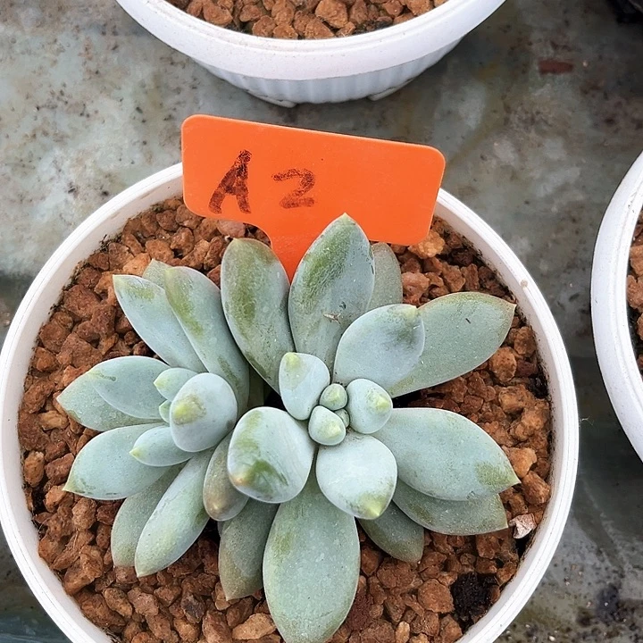 双头胖体哥特2号码牌子