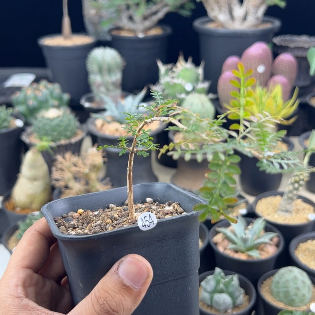 象足漆树实生一物一拍