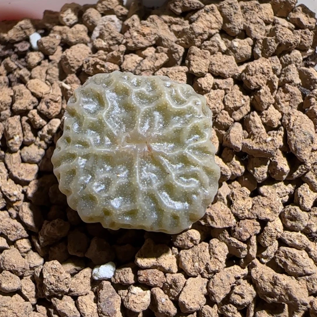 肉锥多肉植物组合-超烧1476