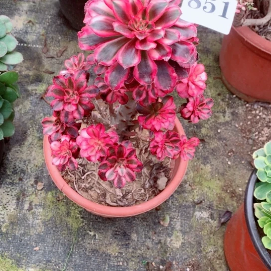 多肉植物香乃尔851