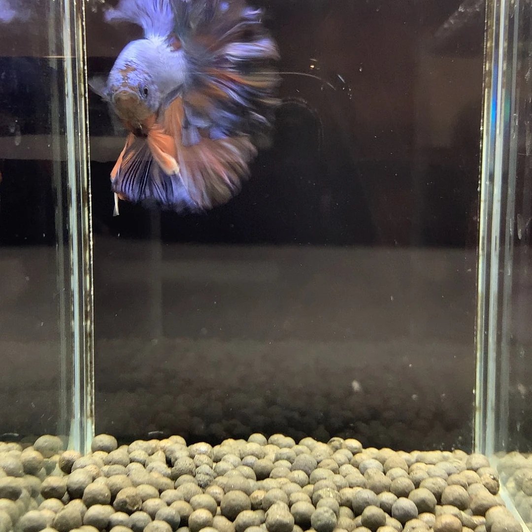 海水鱼七弟泰国斗鱼10