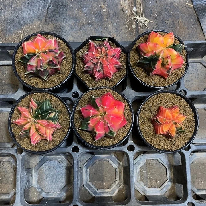 ?**?仙人球好好看好漂亮120