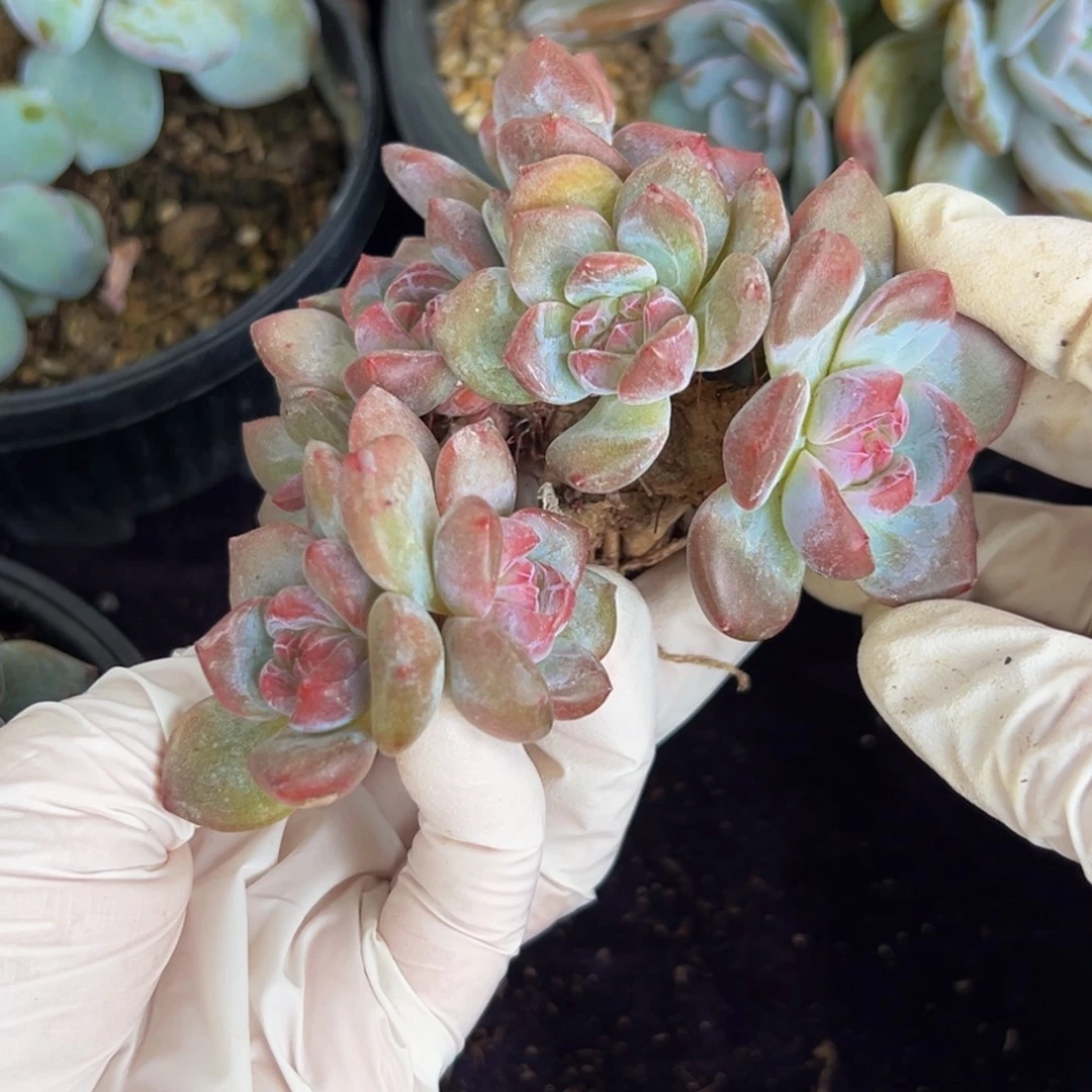 a***a新年快乐 新年快乐