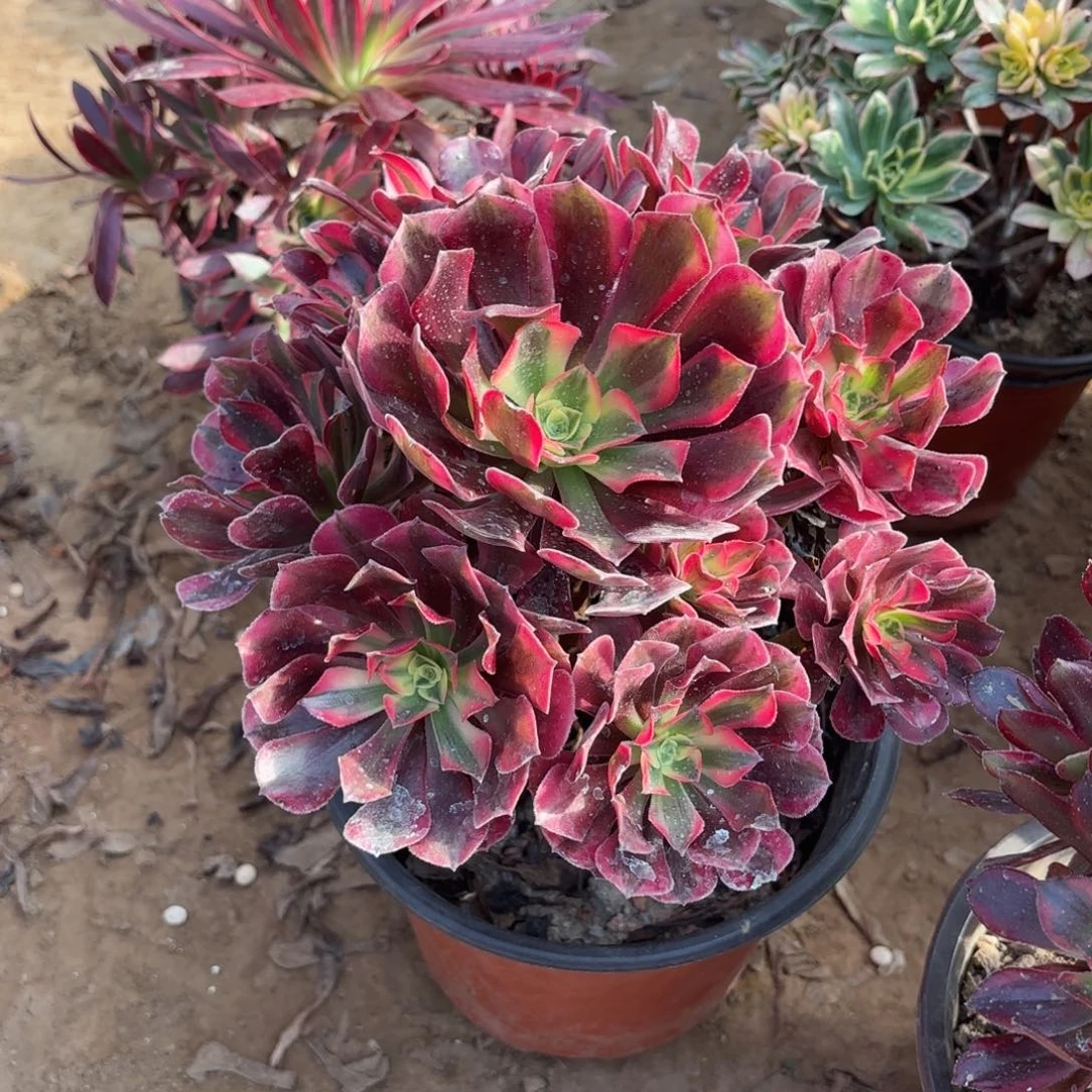 美杜莎9.9法师木质老桩