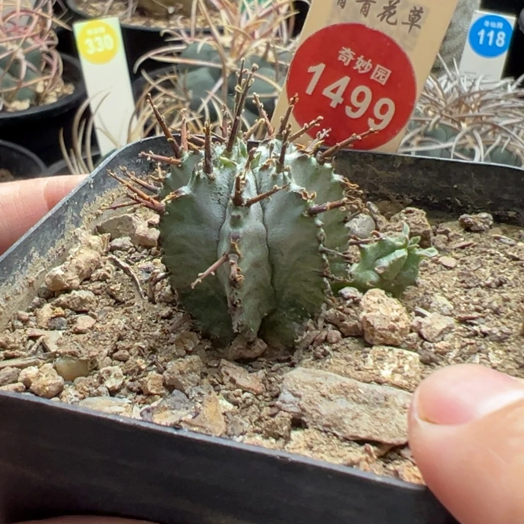 实生双头强刺白衣魁伟玉一棵