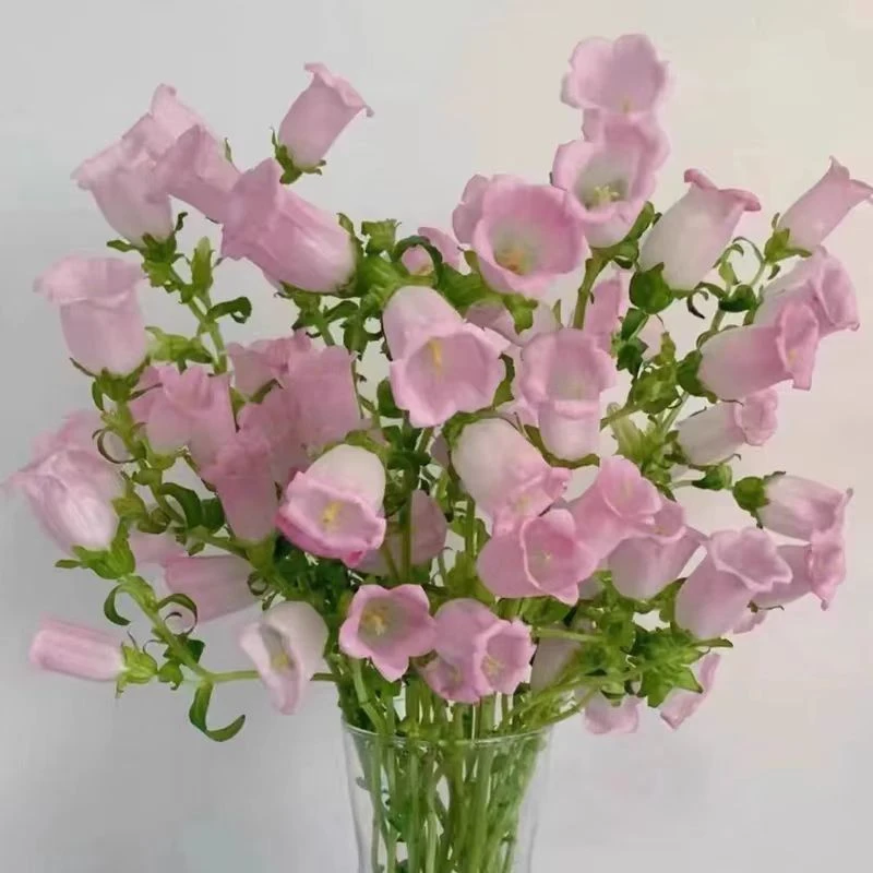 【风铃花】爆花机器小清新鲜花云南鲜花基地直发