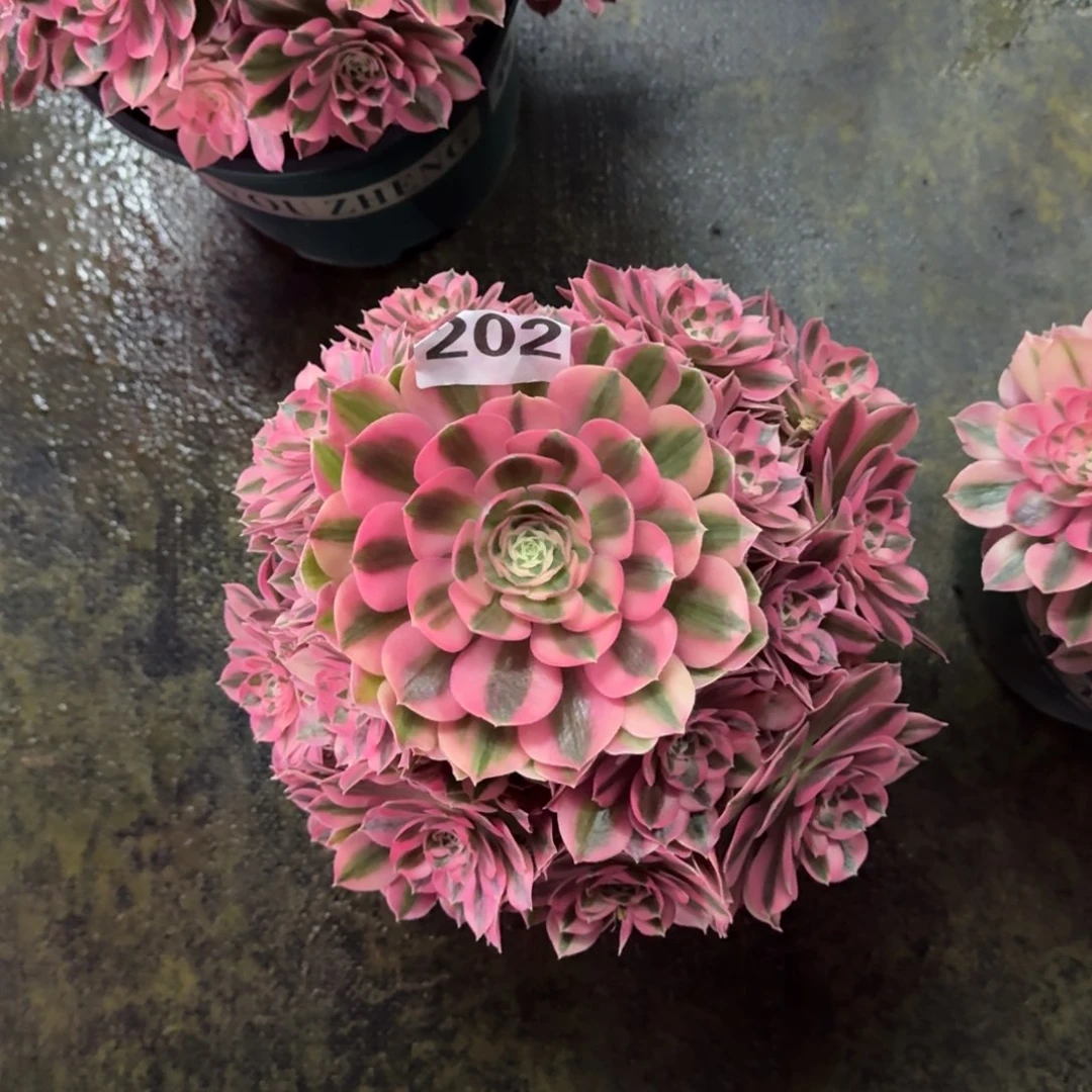 鹤*202！粉女巫法师多肉植物