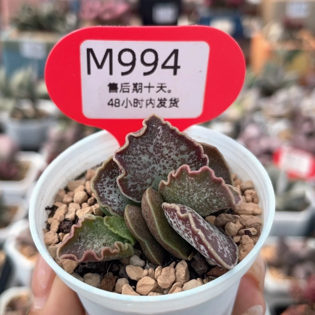 福利。      994。