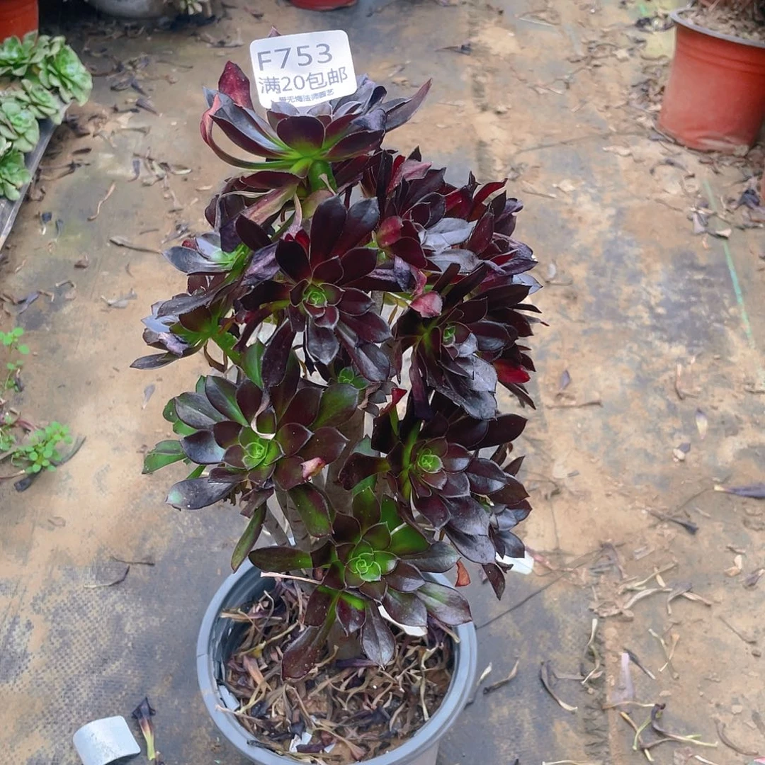 753黑法师多肉小损不包