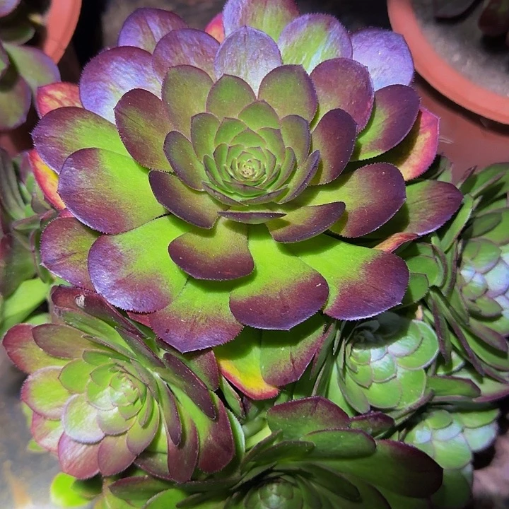 红心沙拉碗捧花亏本福利