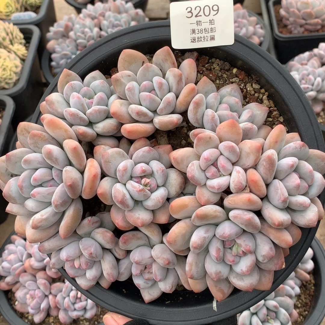 20厘米11头香水多肉3209
