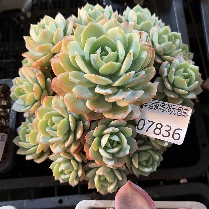 幸运的是我还在努力地