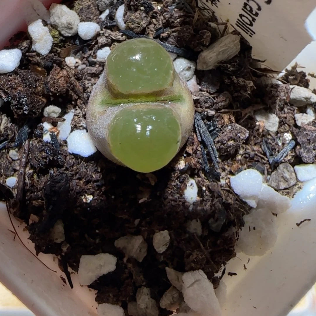 肉锥多肉植物百科-磁铁32