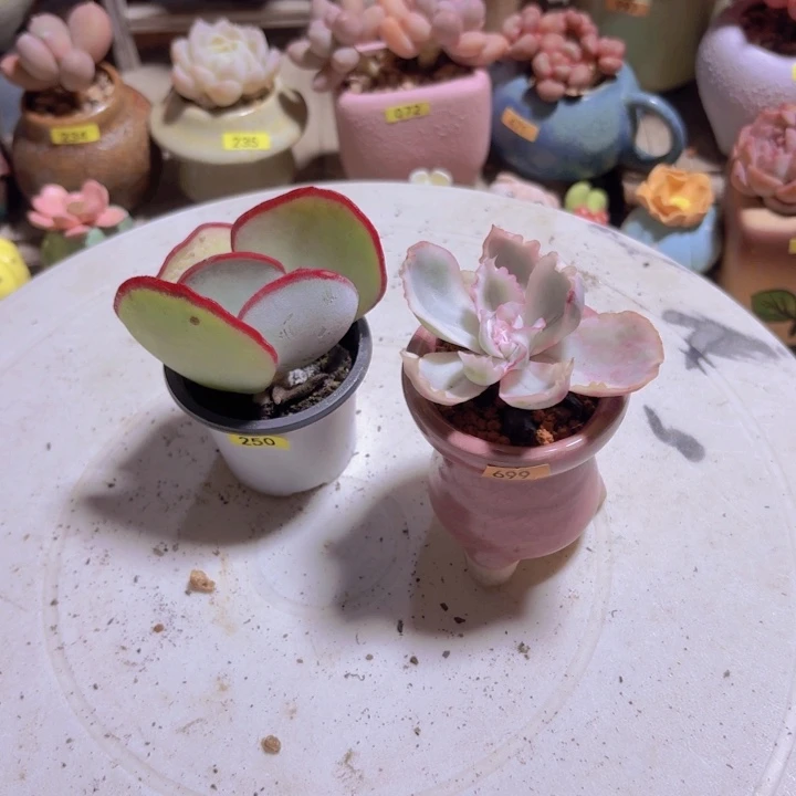 ****呀一物一拍编号250 699
